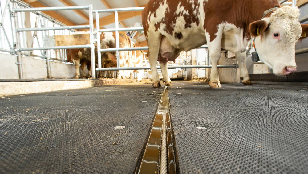 stalltechnik-kraiburg-profikura-3d-verlegung
