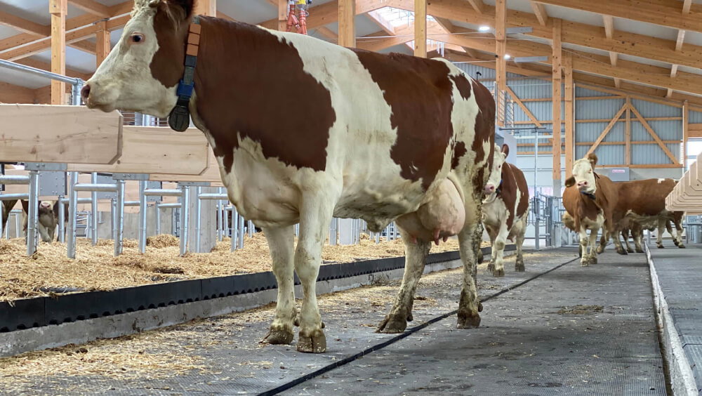 stalltechnik-kraiburg-profikura-3d-verlegung