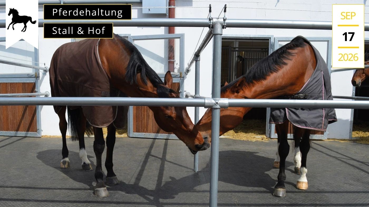 Komfort-für-dein-Pferd-Stallgezwitscher-Header