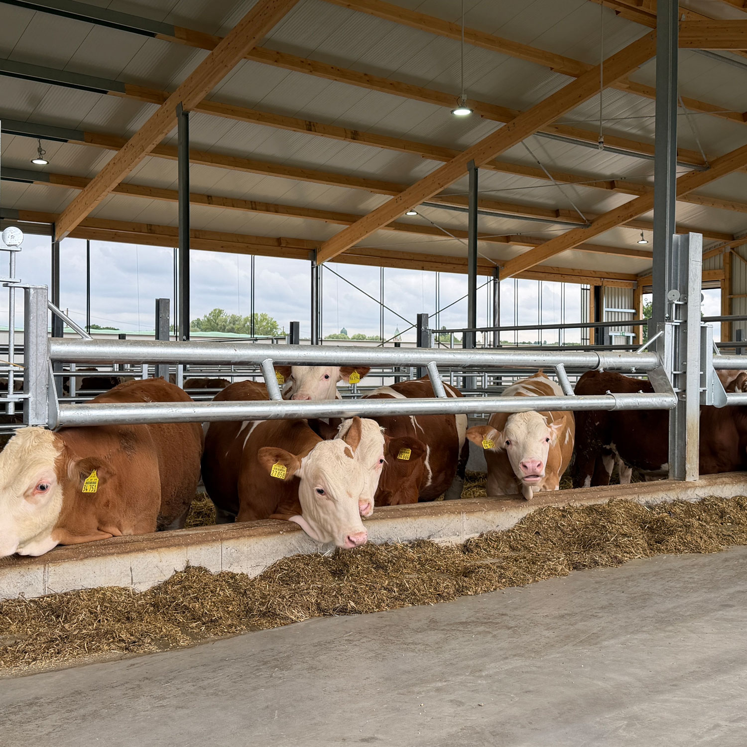 Bullenfressgitter 2,50 bis 7,00 m