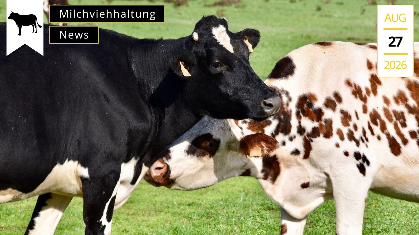 Stallgefluester-Rinder-Virus-Shamonda-SHAV-News-Stalltechnik24-Blog