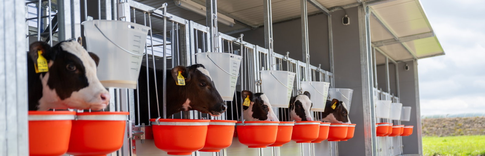 stalltechnik24-kaelber-jungvieh-klberhtte-nutzvieh-einkaufswelt