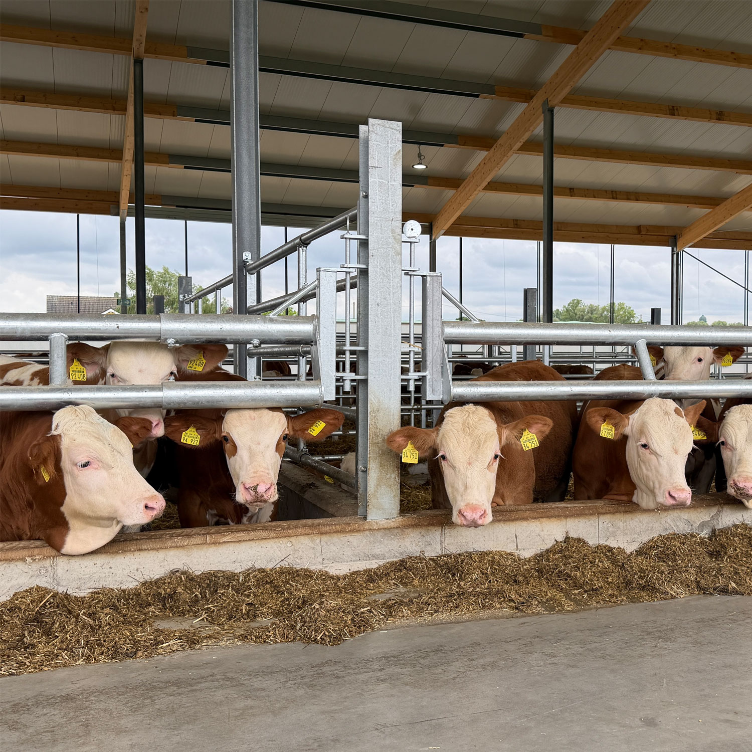 Bullenfressgitter 2,50 bis 7,00 m