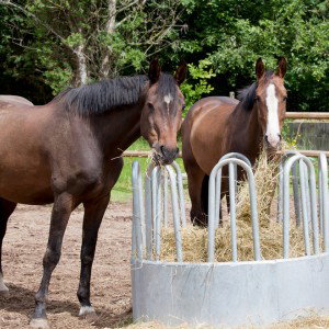 stalltechnik24-equitana-kaufen-raufe-fressraufe-rund-pferde-schauen
