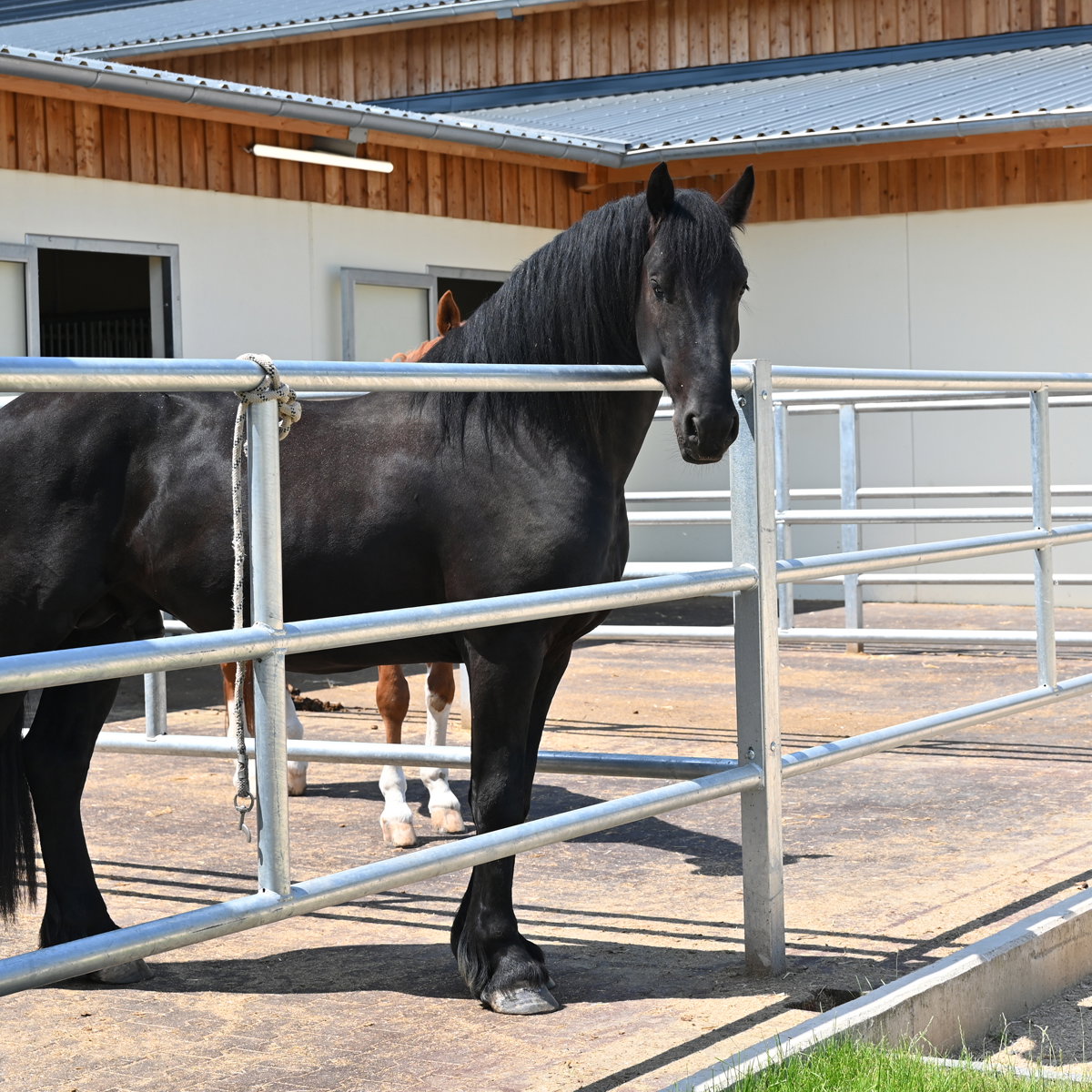 stalltechnik24-paddock-set-aufbau-mit-pferd