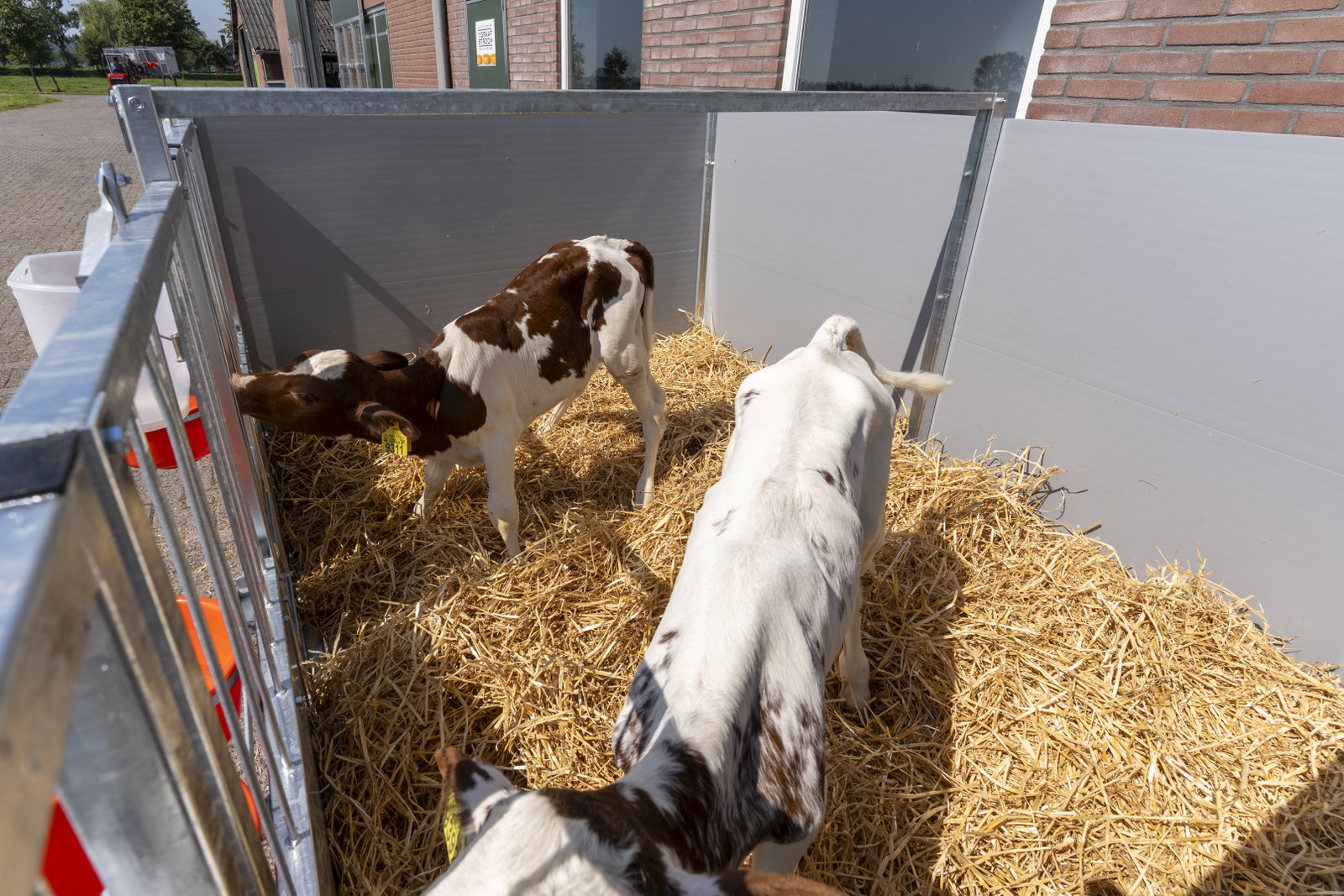 stalltechnik-roseboom-kaelberbox-triobox-einzeln