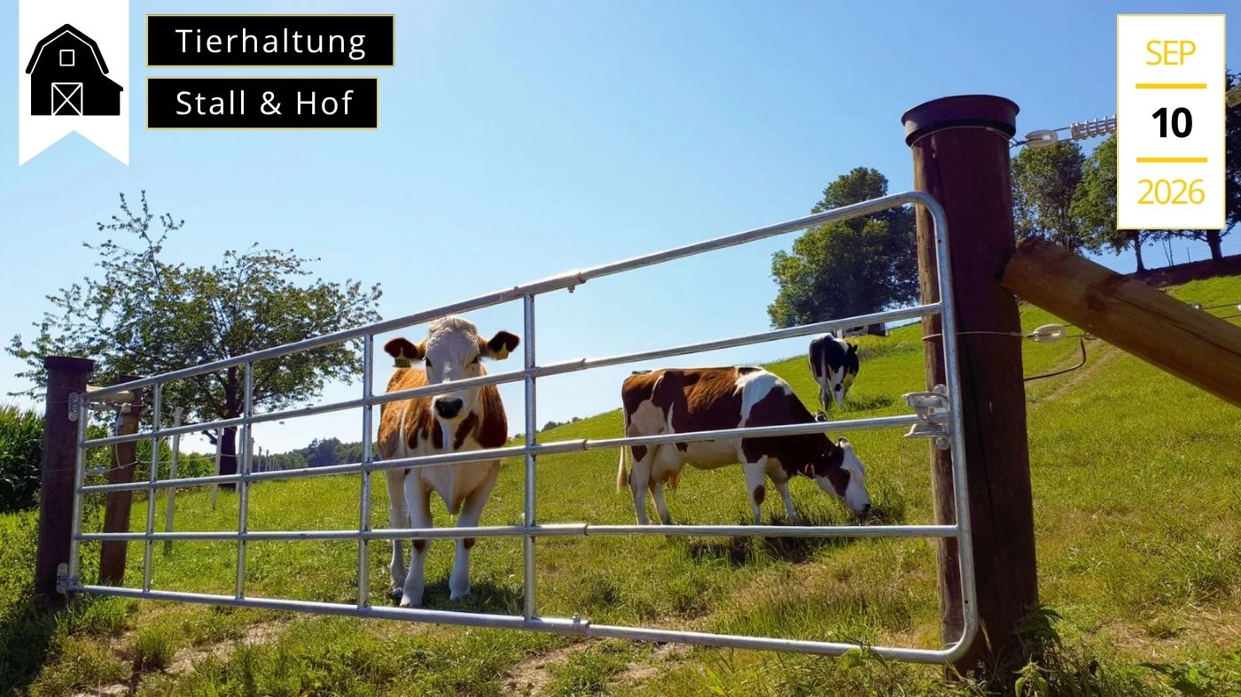 Tore-für-den-kuhstall-Kuh-hinter-tor-Stallgezwitscher-Header