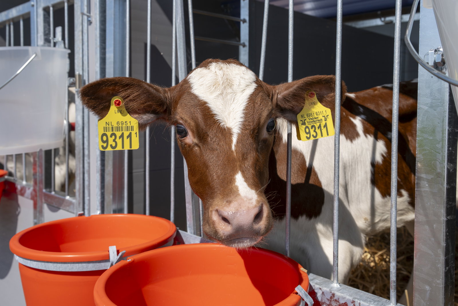 stalltechnik-roseboom-kaelberbox-triobox-einzeln