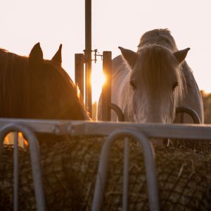 stalltechnik24-equitana-kaufen-raufe-futterraufe-pferde-fressen-sonne