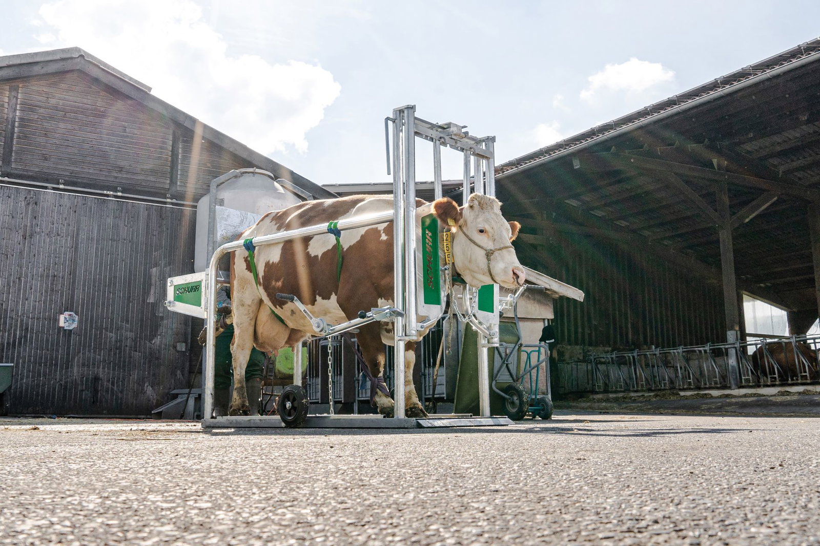klauenpflegestand-schurr-modell-2021-stalltechnik24